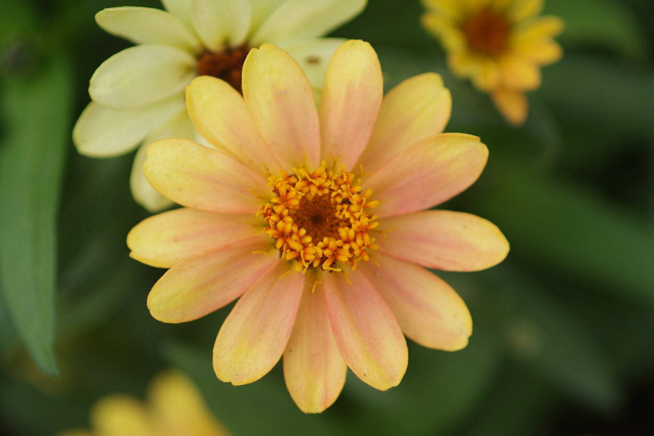 栃木県足利市のあしかがフラワーパーク