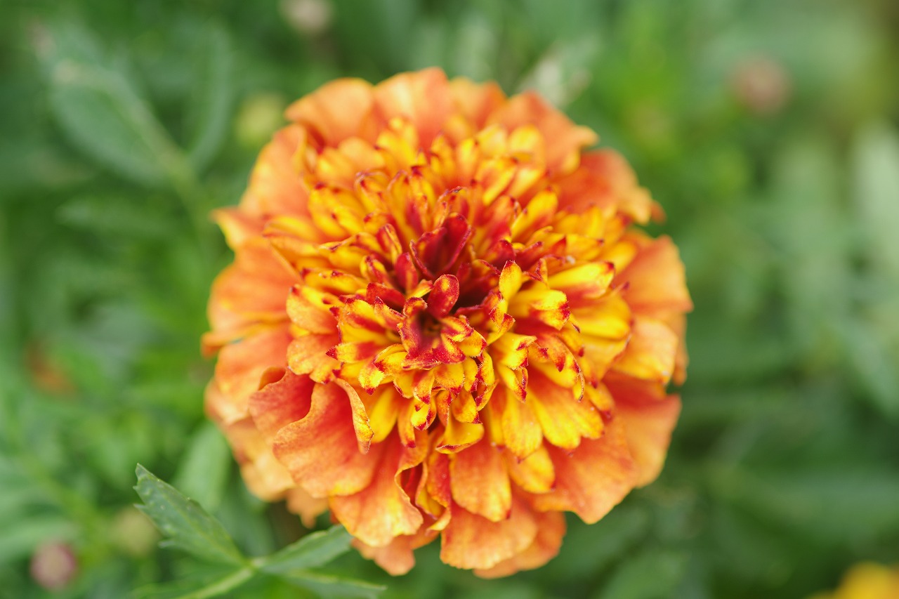 栃木県足利市のあしかがフラワーパーク