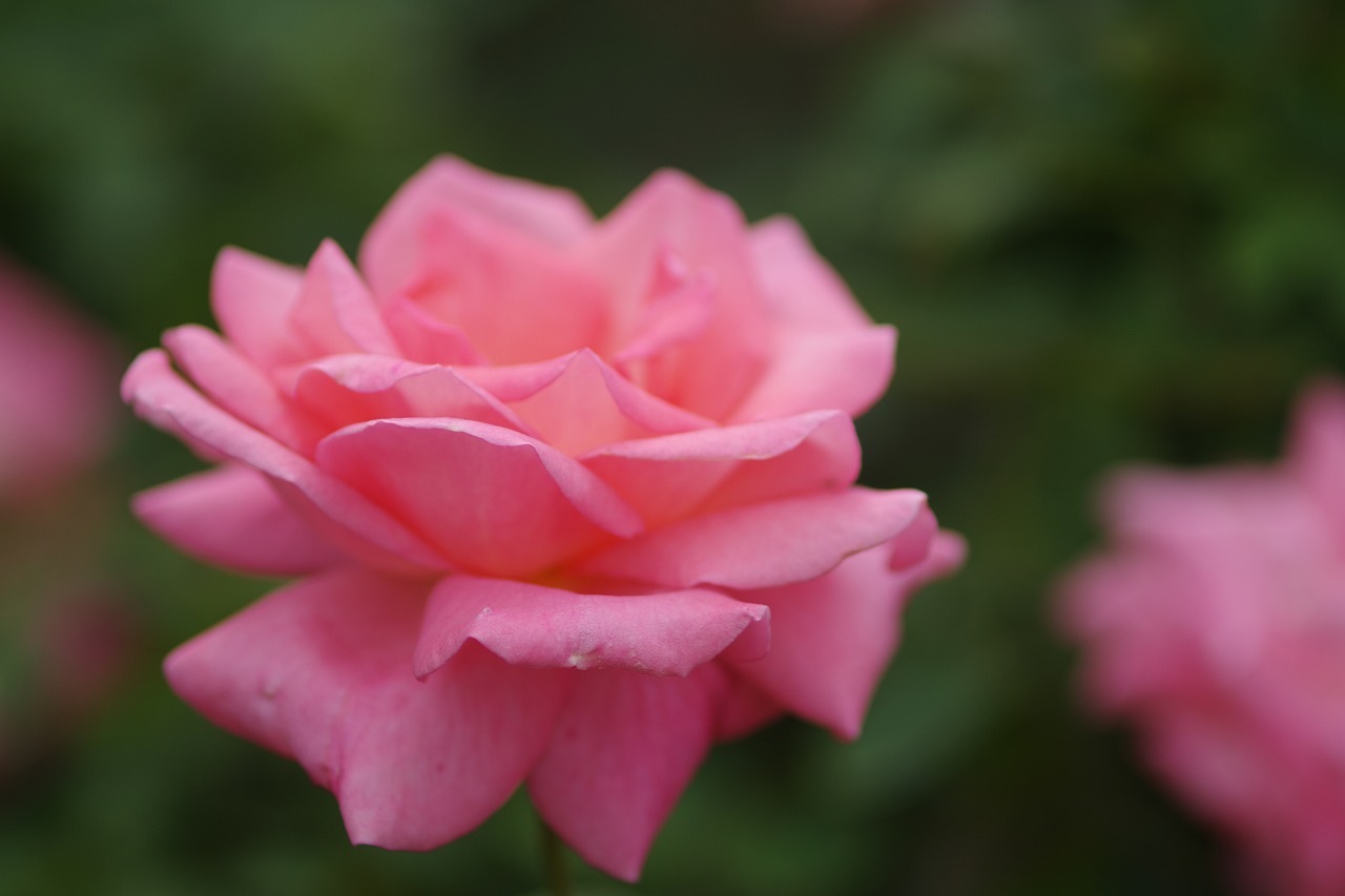 栃木県足利市のあしかがフラワーパーク