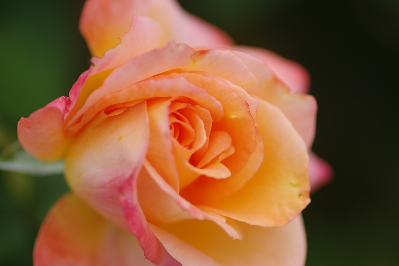 栃木県足利市のあしかがフラワーパーク