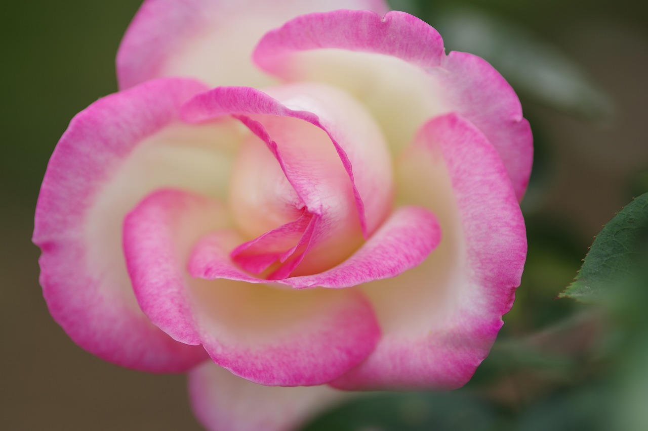 栃木県足利市のあしかがフラワーパーク