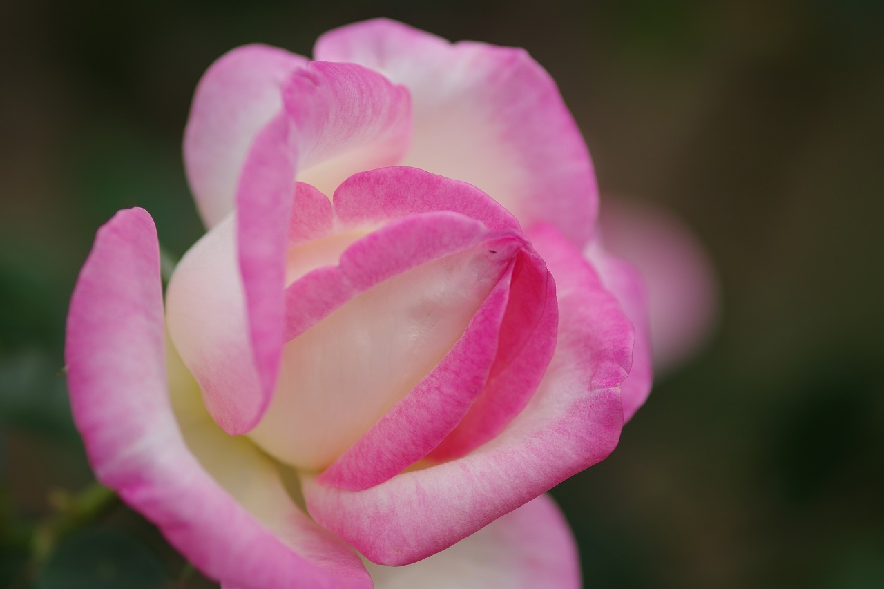 栃木県足利市のあしかがフラワーパーク
