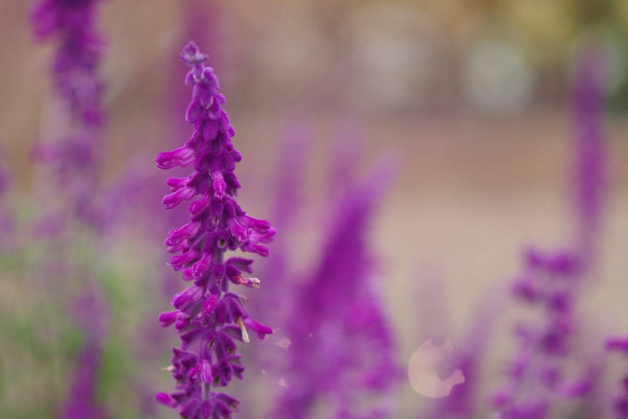 栃木県足利市のあしかがフラワーパーク