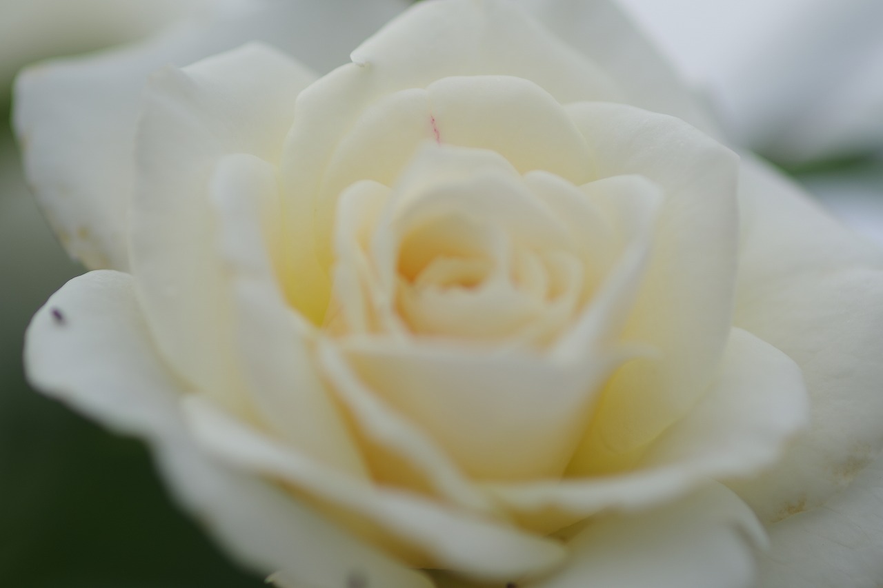 栃木県足利市のあしかがフラワーパーク