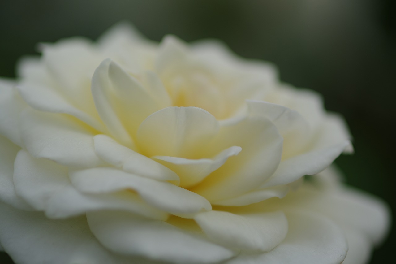 栃木県足利市のあしかがフラワーパーク