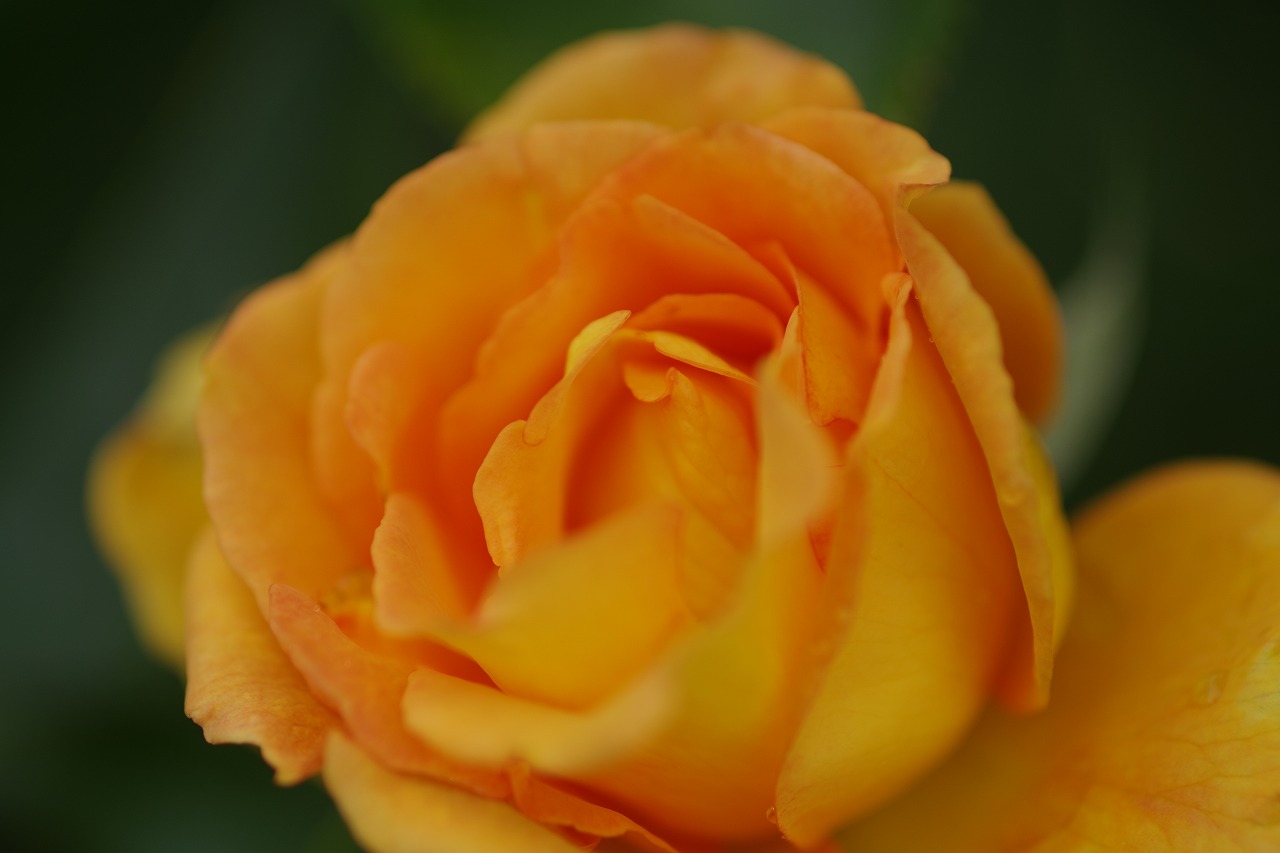 栃木県足利市のあしかがフラワーパーク