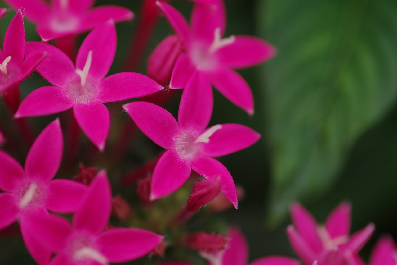 栃木県足利市のあしかがフラワーパーク
