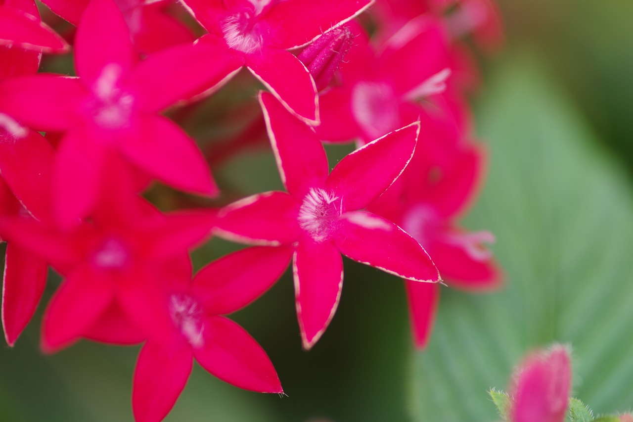 栃木県足利市のあしかがフラワーパーク