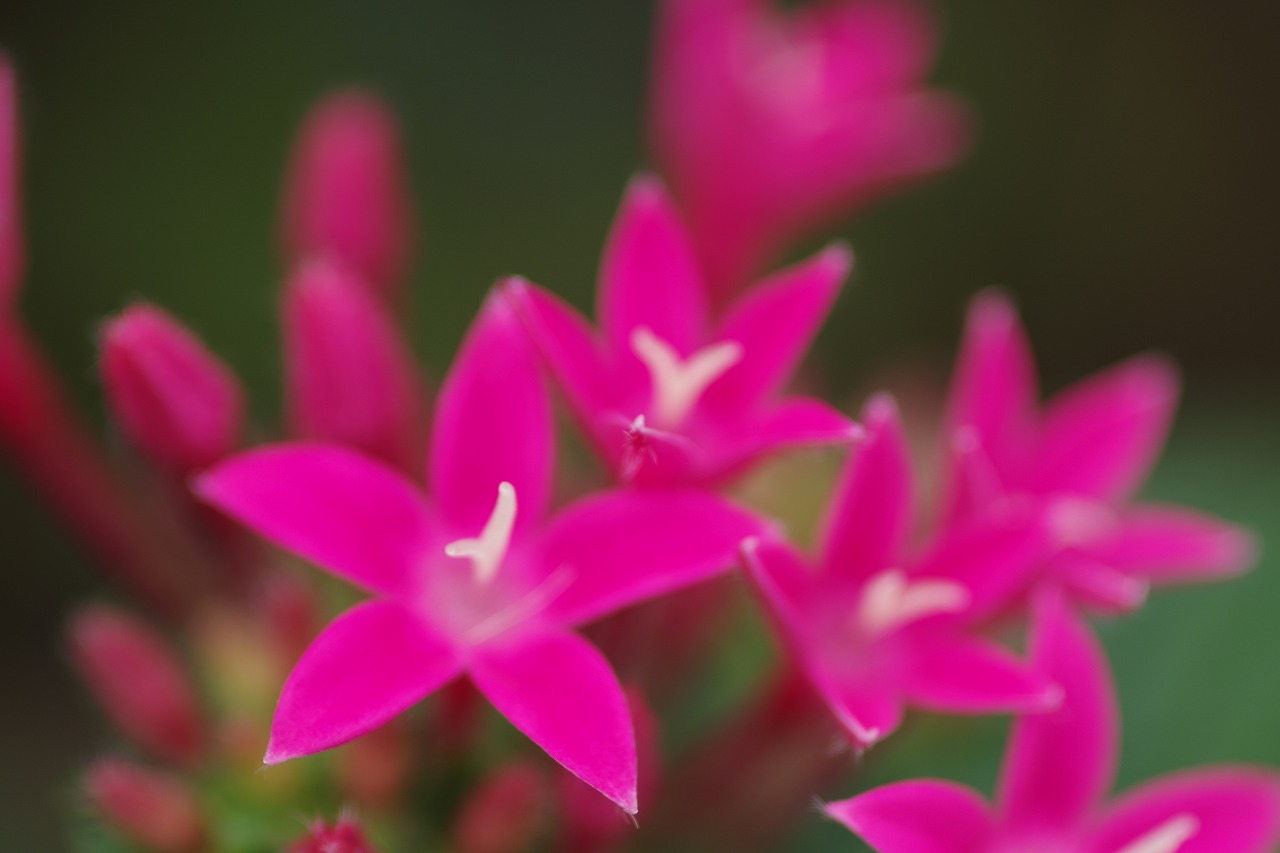栃木県足利市のあしかがフラワーパーク