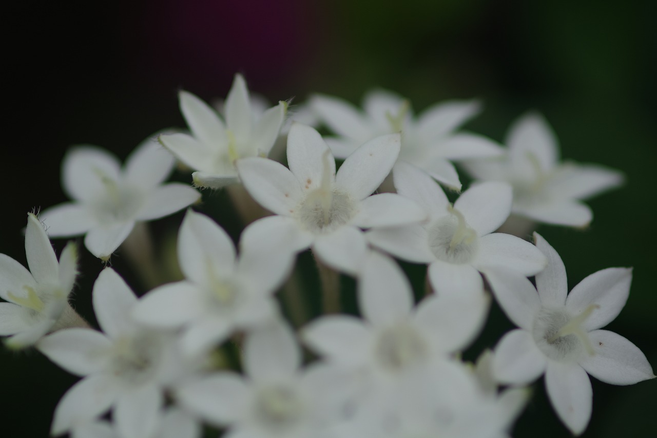 栃木県足利市のあしかがフラワーパーク