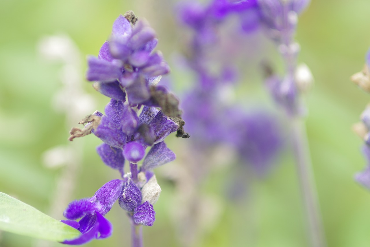 栃木県足利市のあしかがフラワーパーク