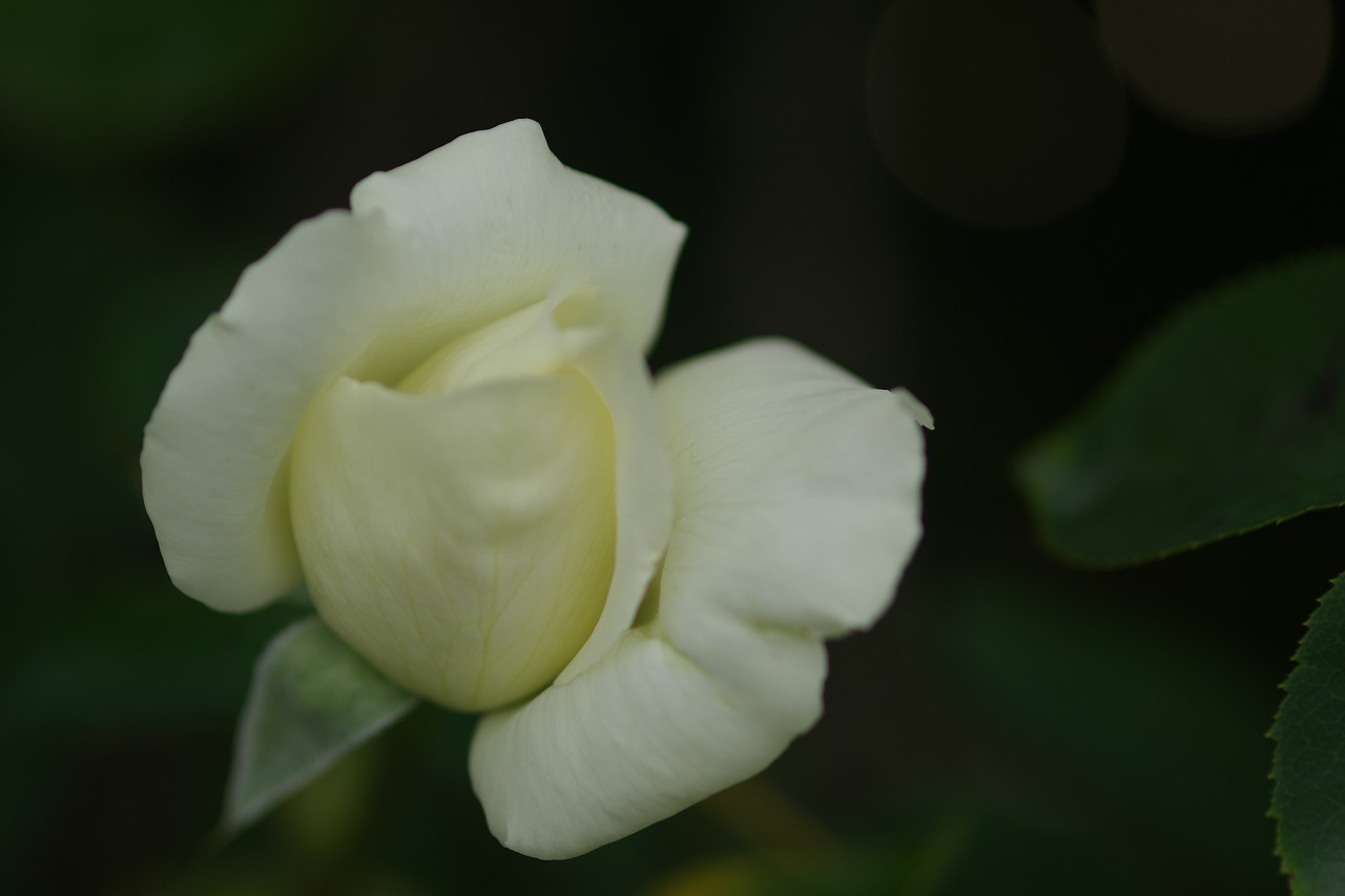 栃木県足利市のあしかがフラワーパーク