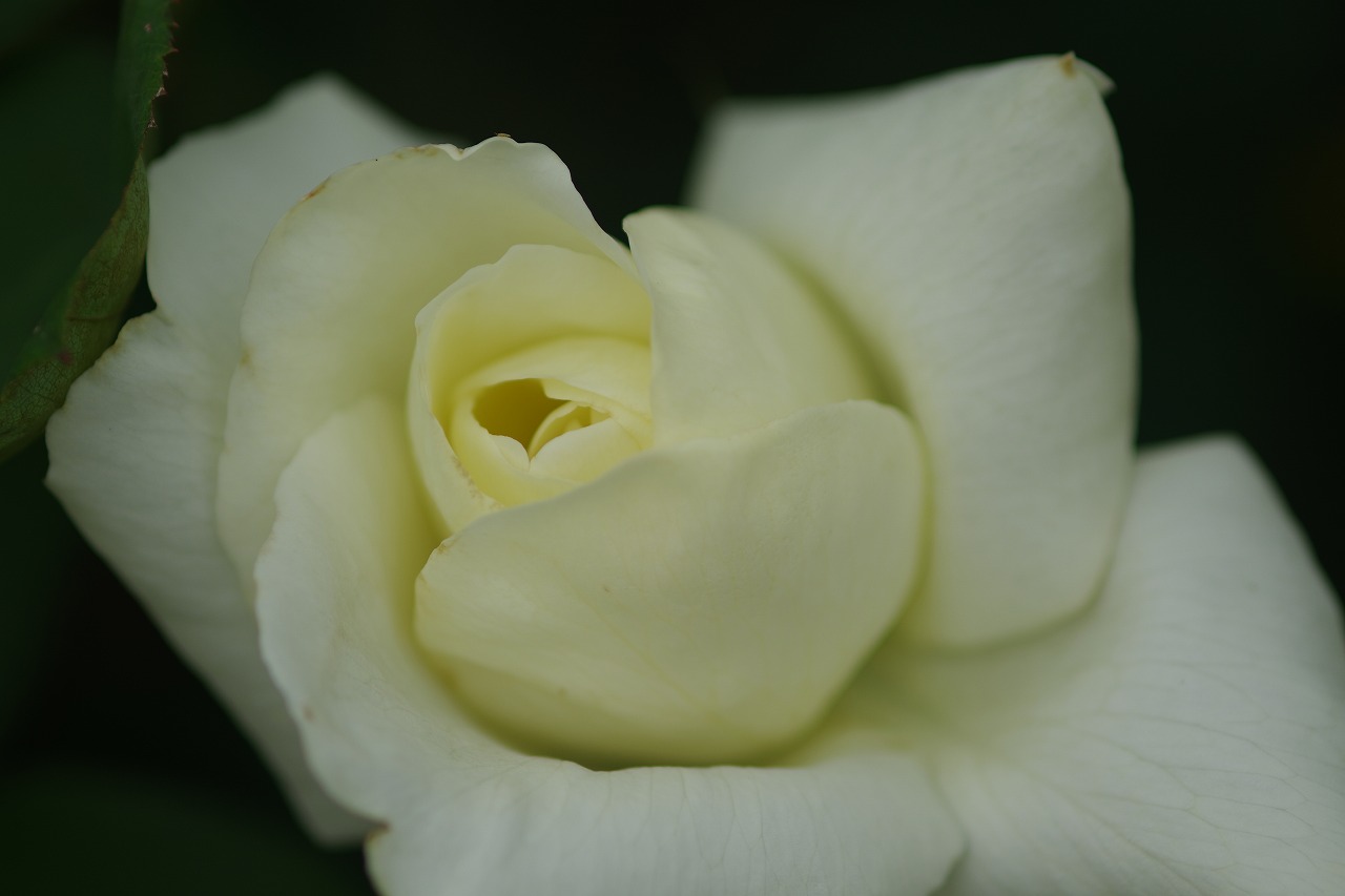 栃木県足利市のあしかがフラワーパーク