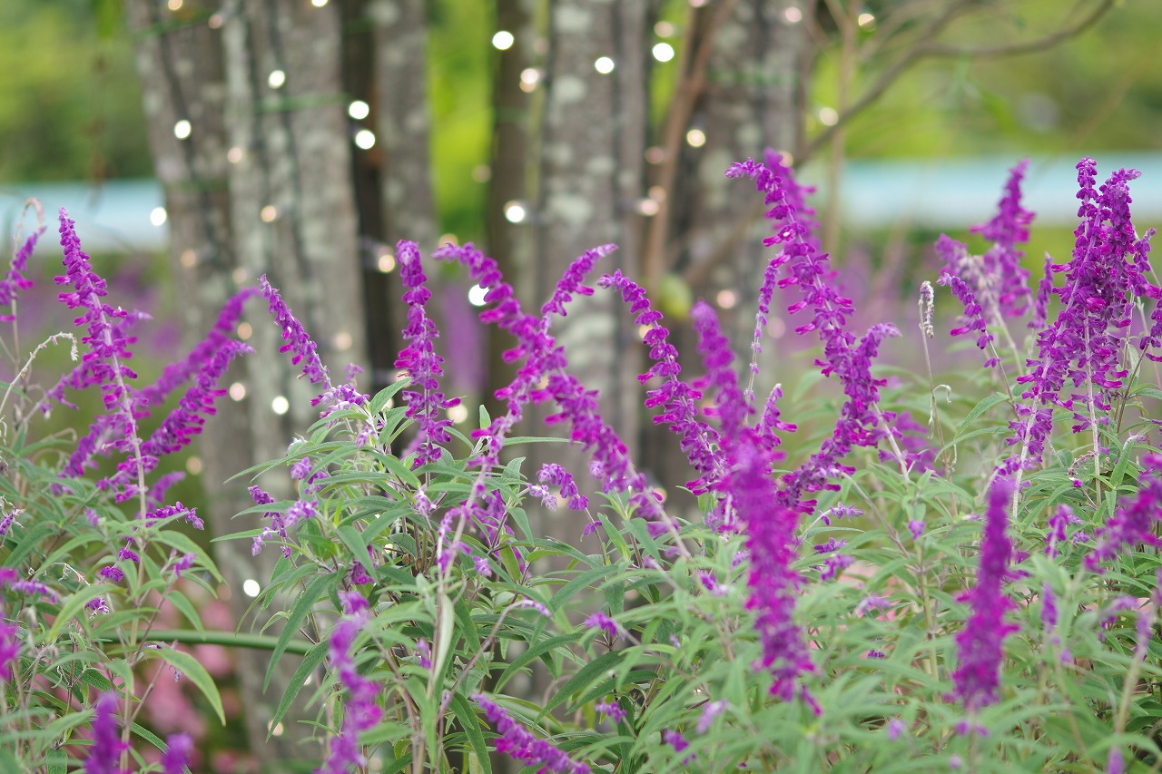 栃木県足利市のあしかがフラワーパーク