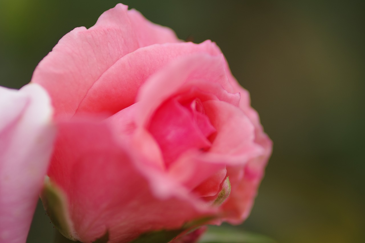栃木県足利市のあしかがフラワーパーク