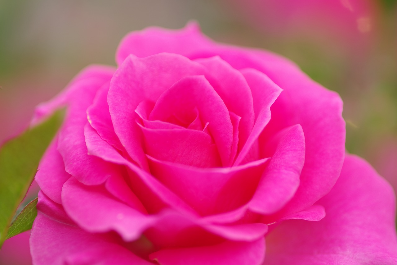 栃木県足利市のあしかがフラワーパーク