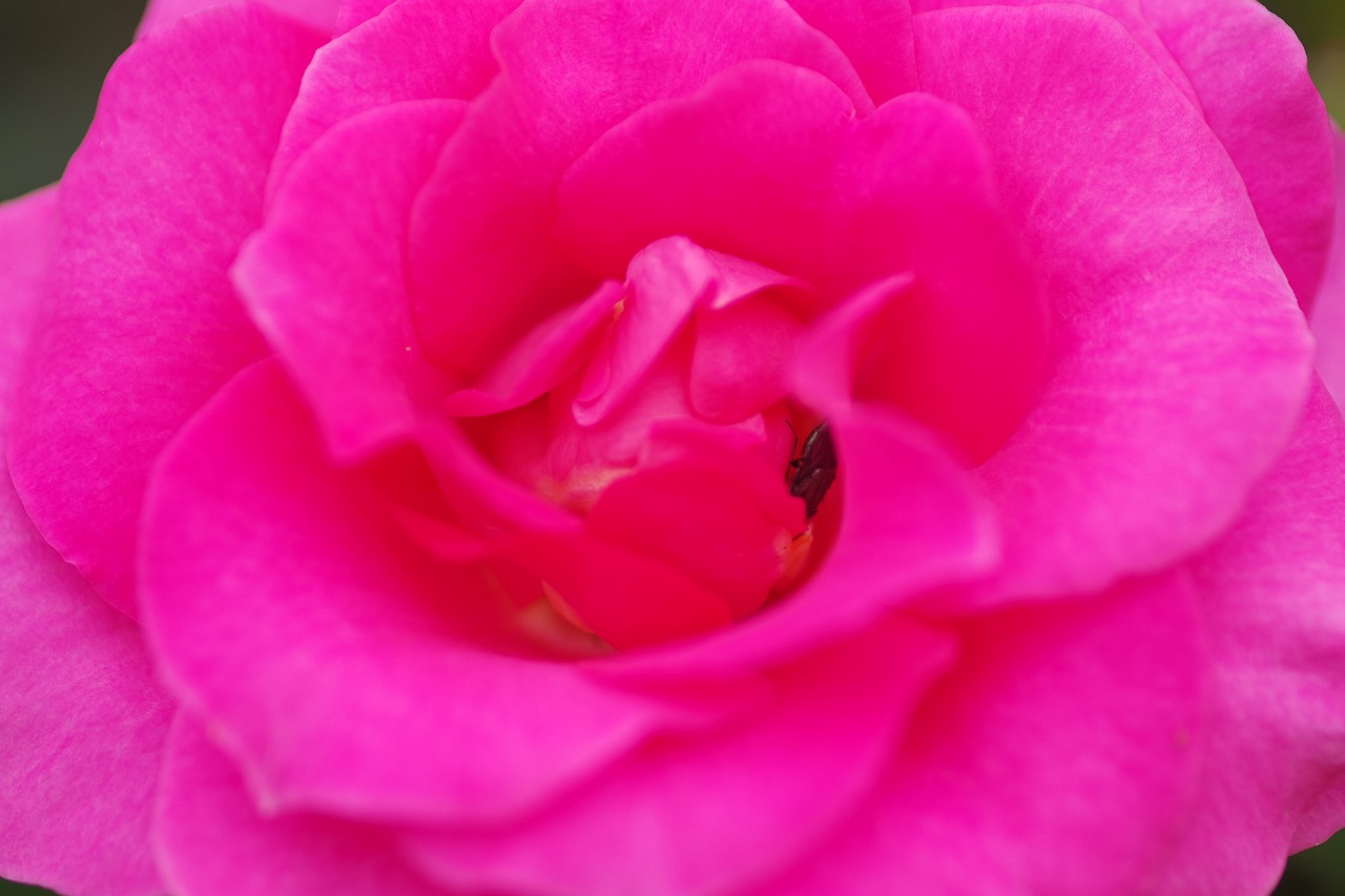 栃木県足利市のあしかがフラワーパーク