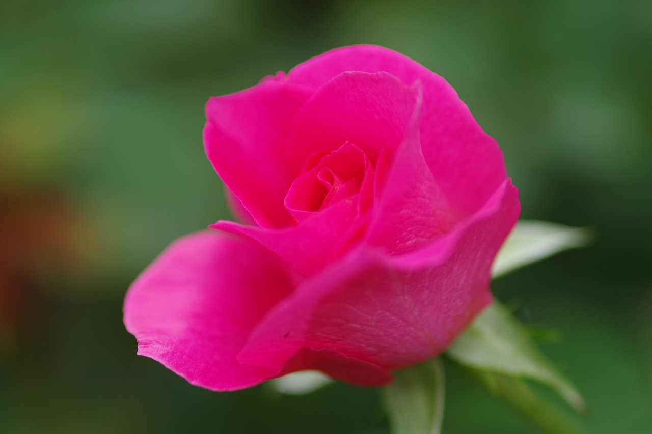 栃木県足利市のあしかがフラワーパーク