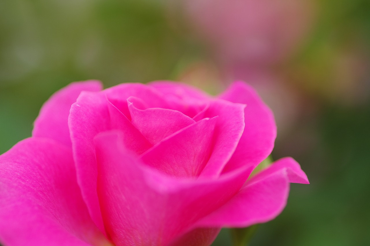 栃木県足利市のあしかがフラワーパーク