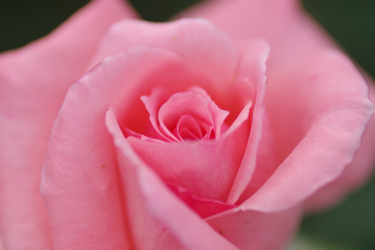 栃木県足利市のあしかがフラワーパーク