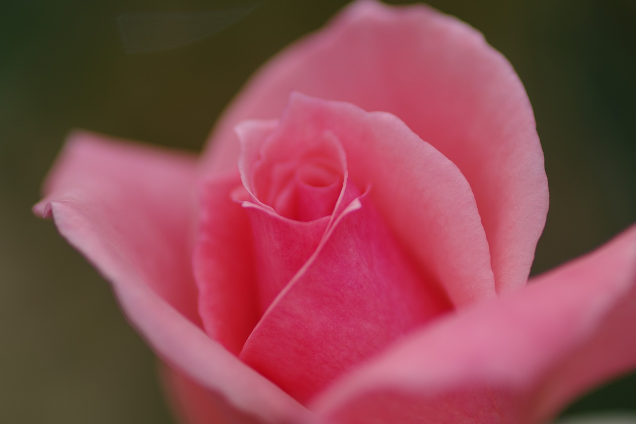 栃木県足利市のあしかがフラワーパーク