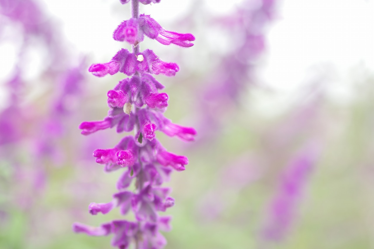 栃木県足利市のあしかがフラワーパーク