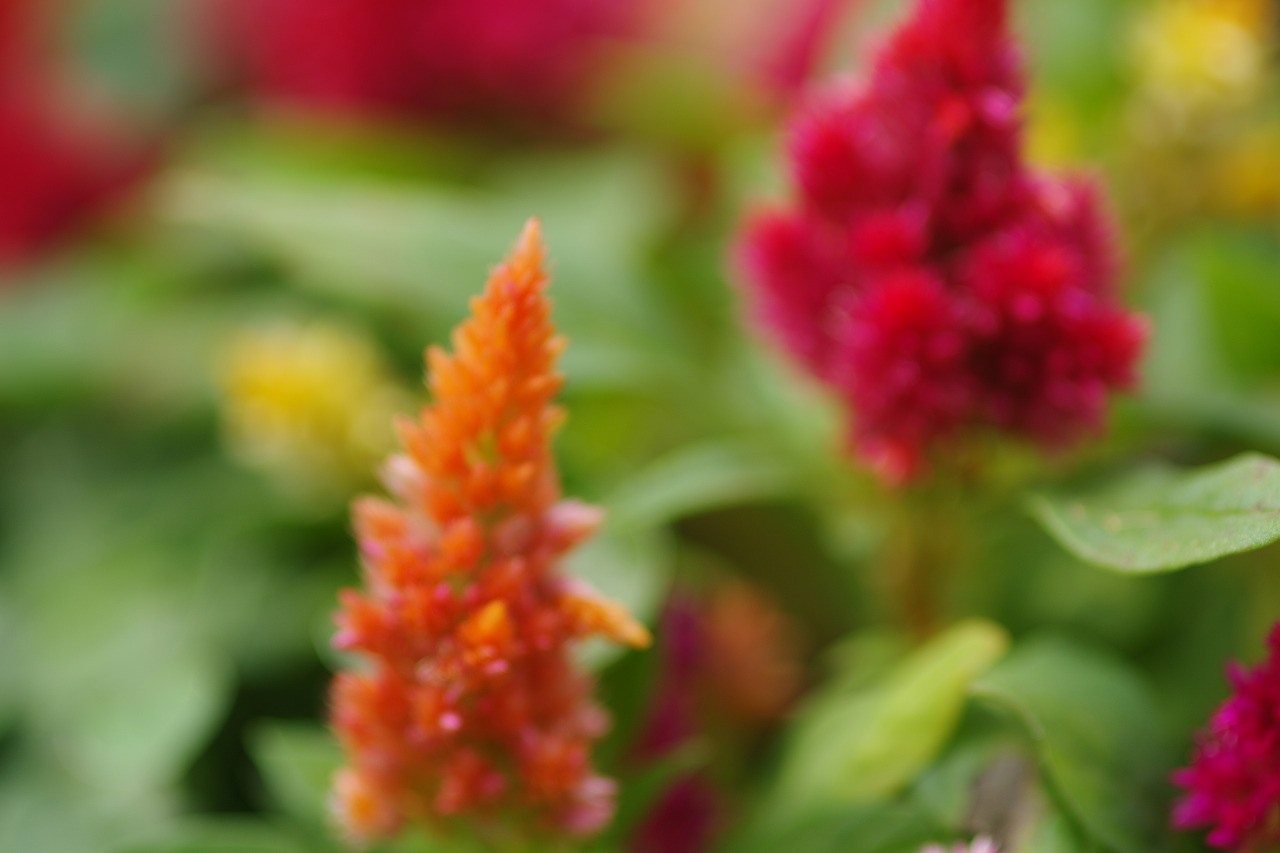 栃木県足利市のあしかがフラワーパーク