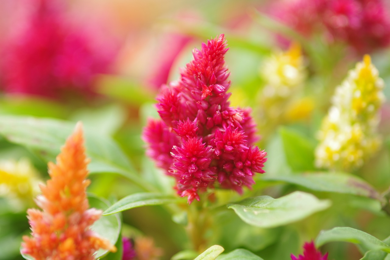 栃木県足利市のあしかがフラワーパーク