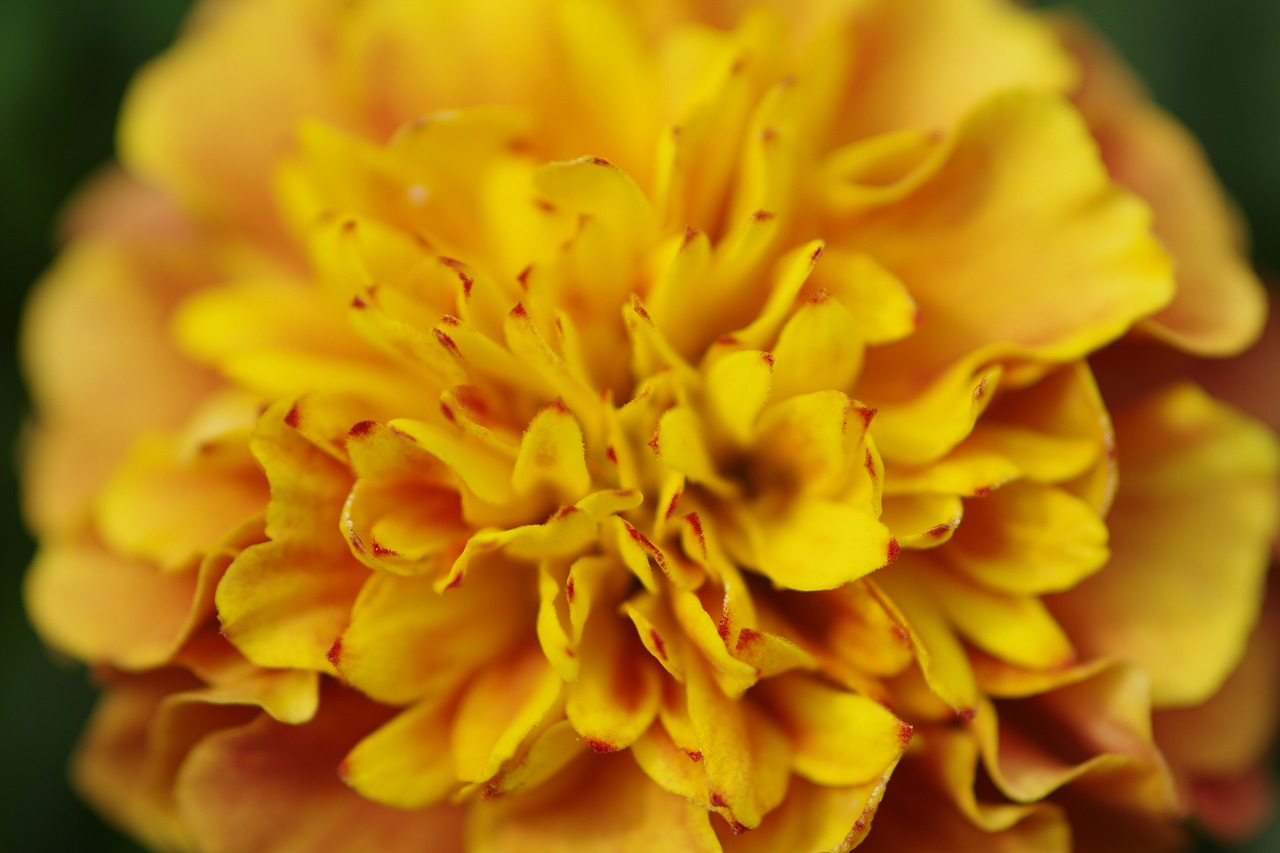 栃木県足利市のあしかがフラワーパーク