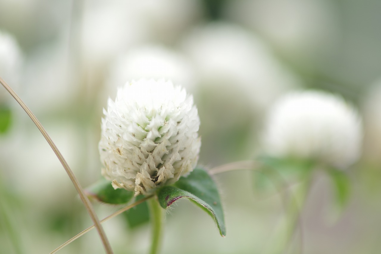 栃木県足利市のあしかがフラワーパーク