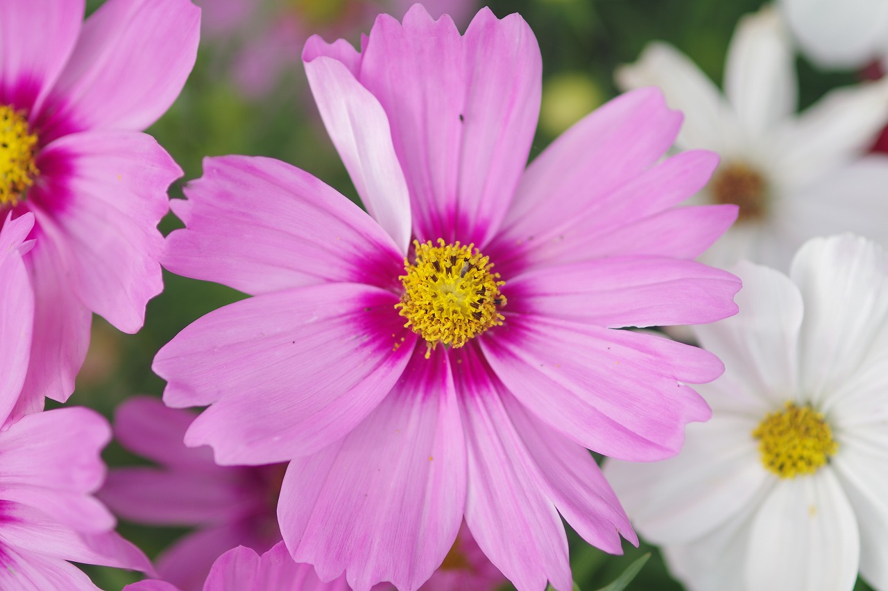 栃木県足利市のあしかがフラワーパーク