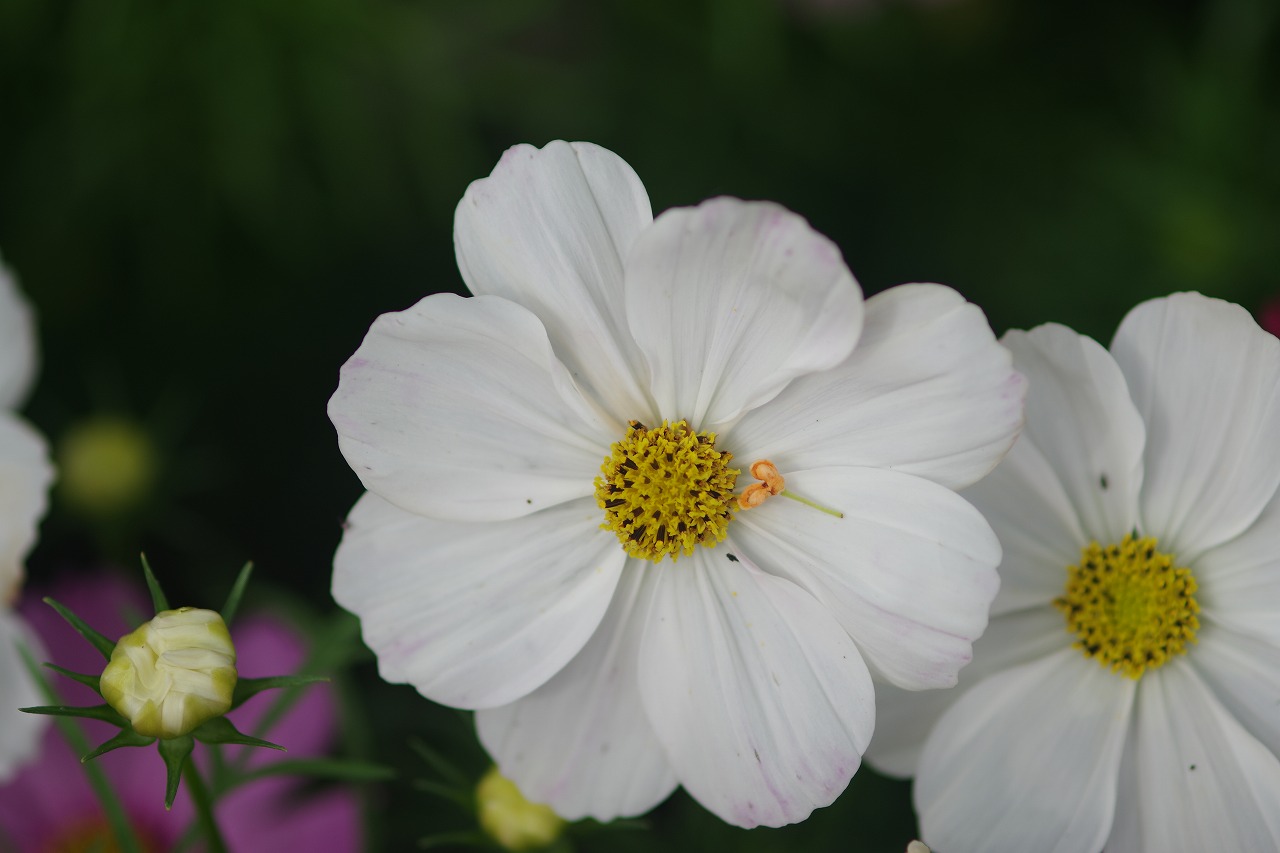 栃木県足利市のあしかがフラワーパーク