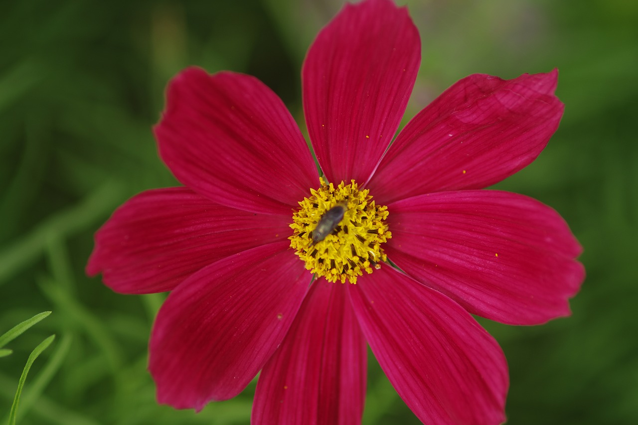 栃木県足利市のあしかがフラワーパーク