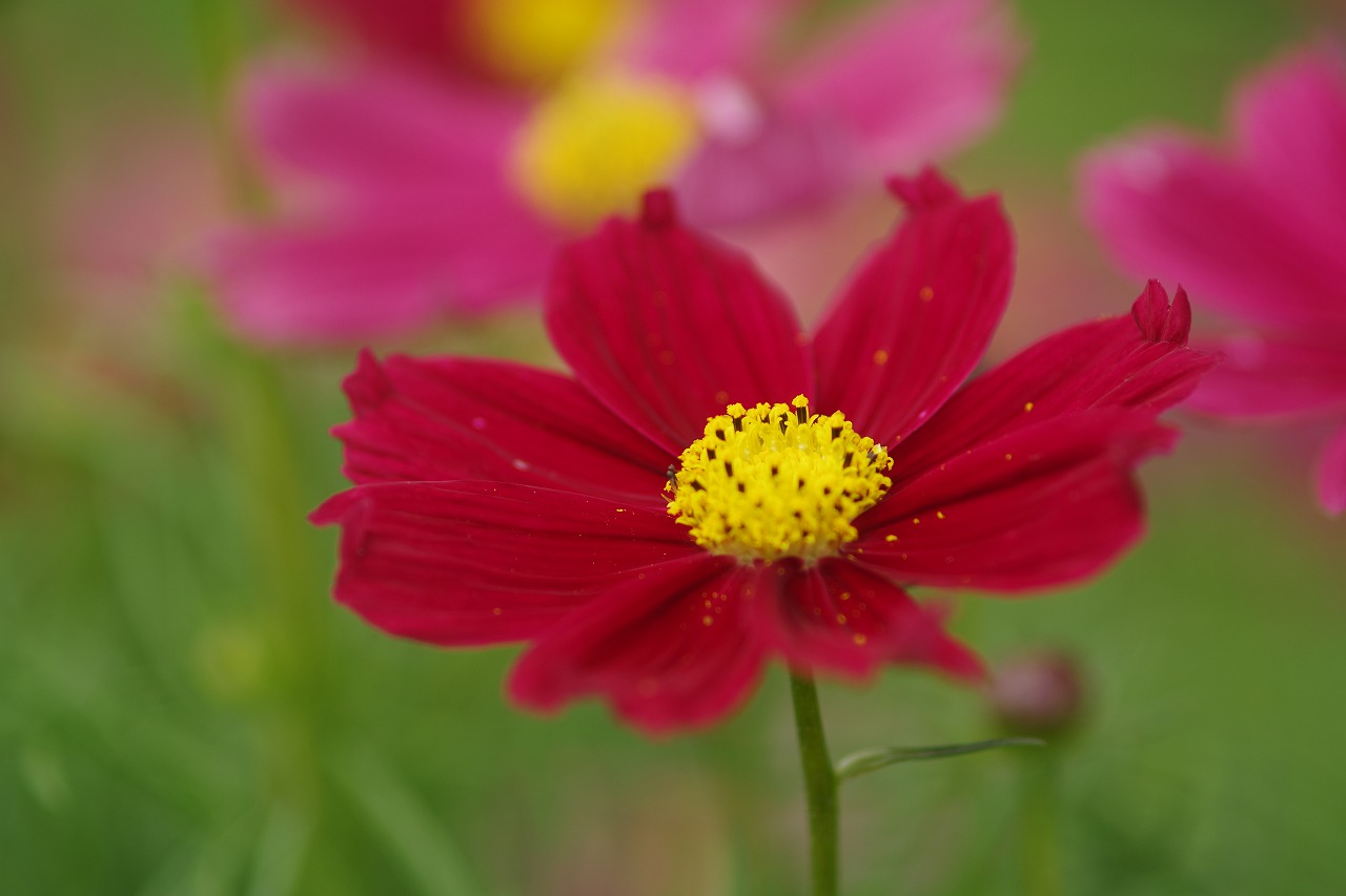 栃木県足利市のあしかがフラワーパーク