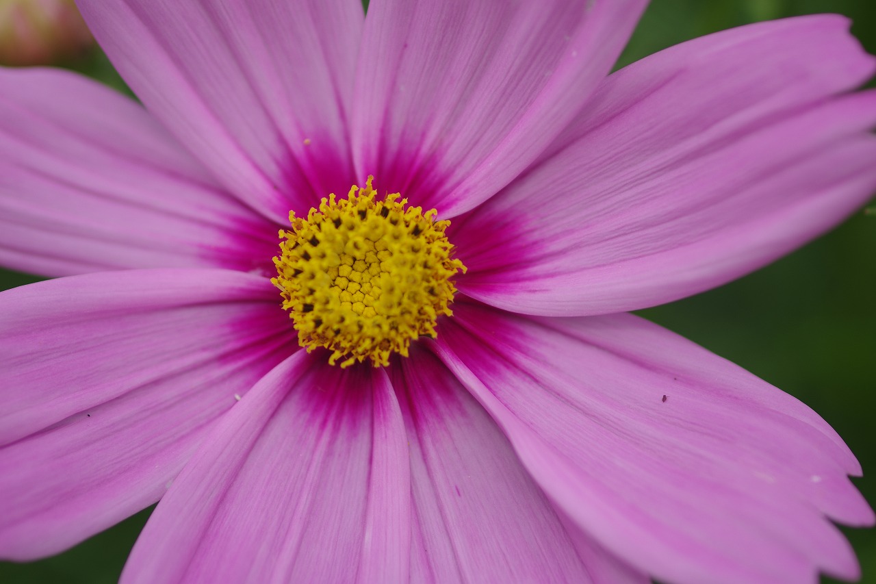 栃木県足利市のあしかがフラワーパーク