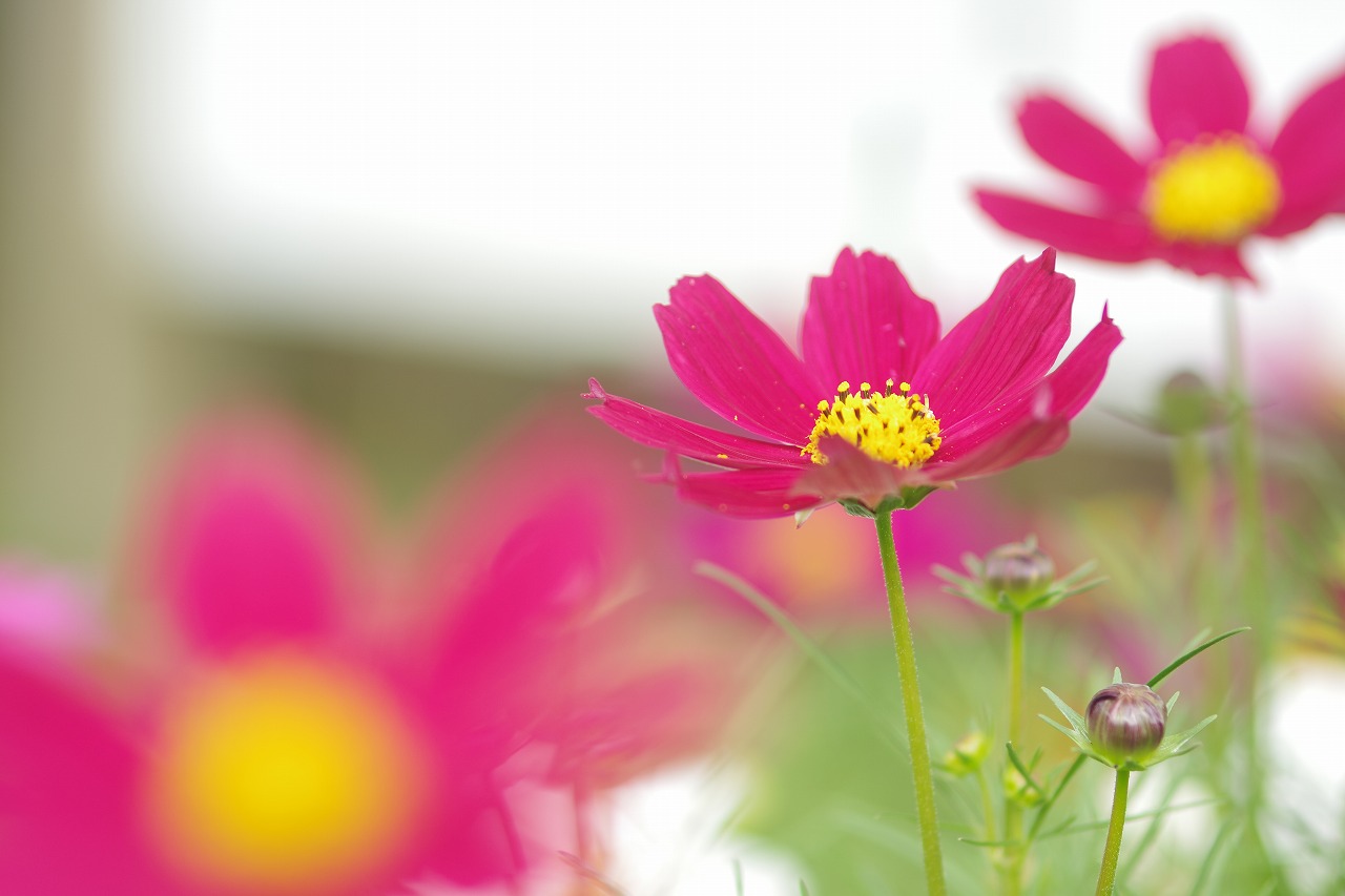 栃木県足利市のあしかがフラワーパーク