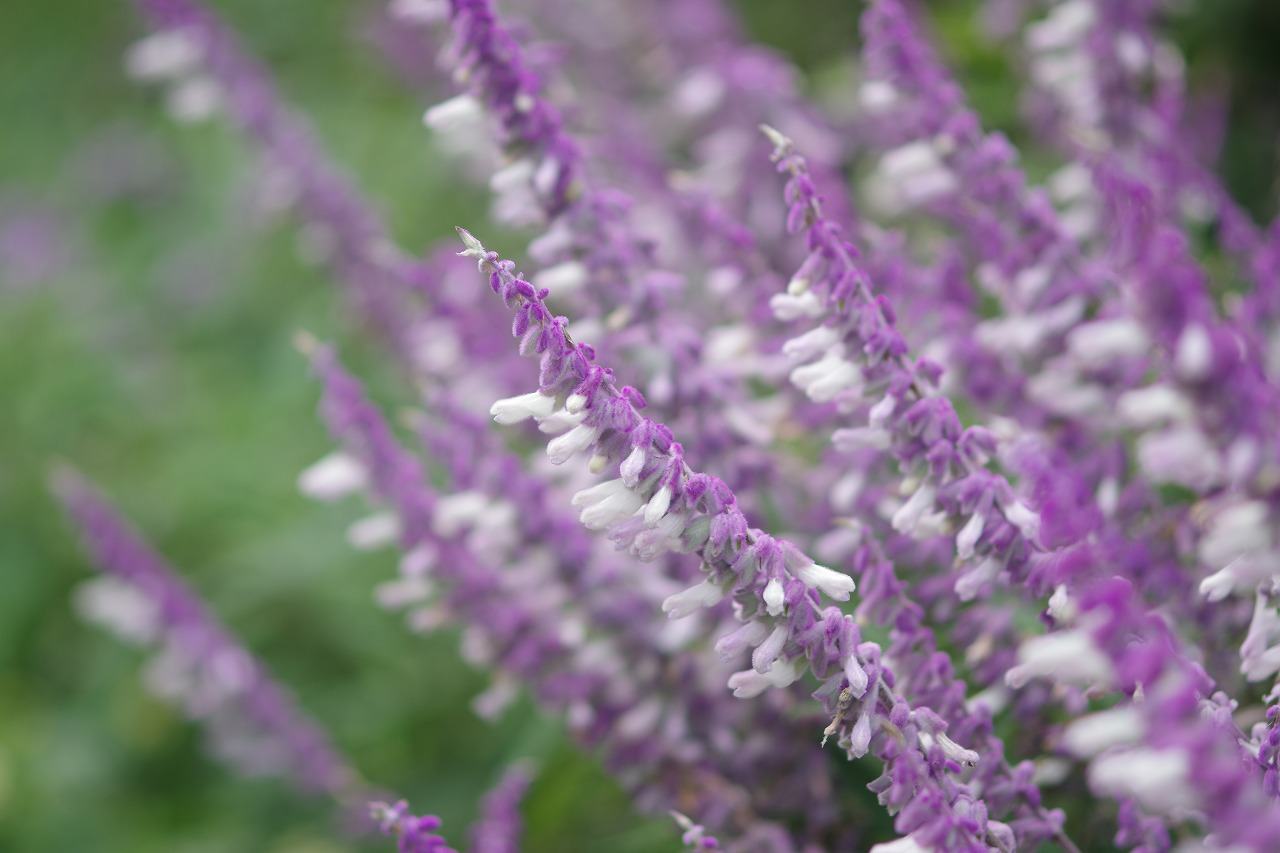 栃木県足利市のあしかがフラワーパーク