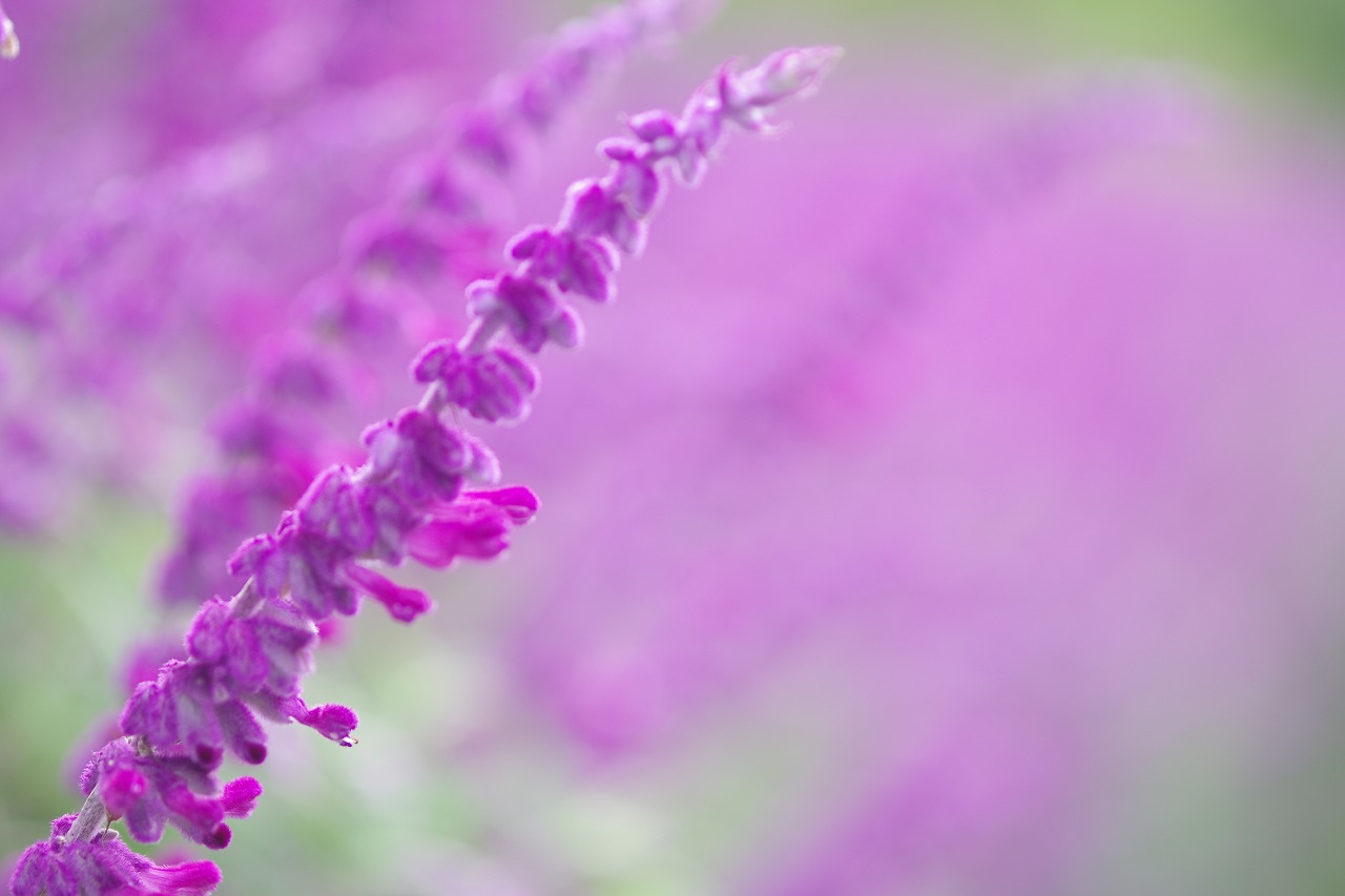 栃木県足利市のあしかがフラワーパーク