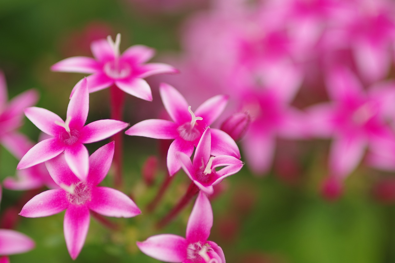 栃木県足利市のあしかがフラワーパーク