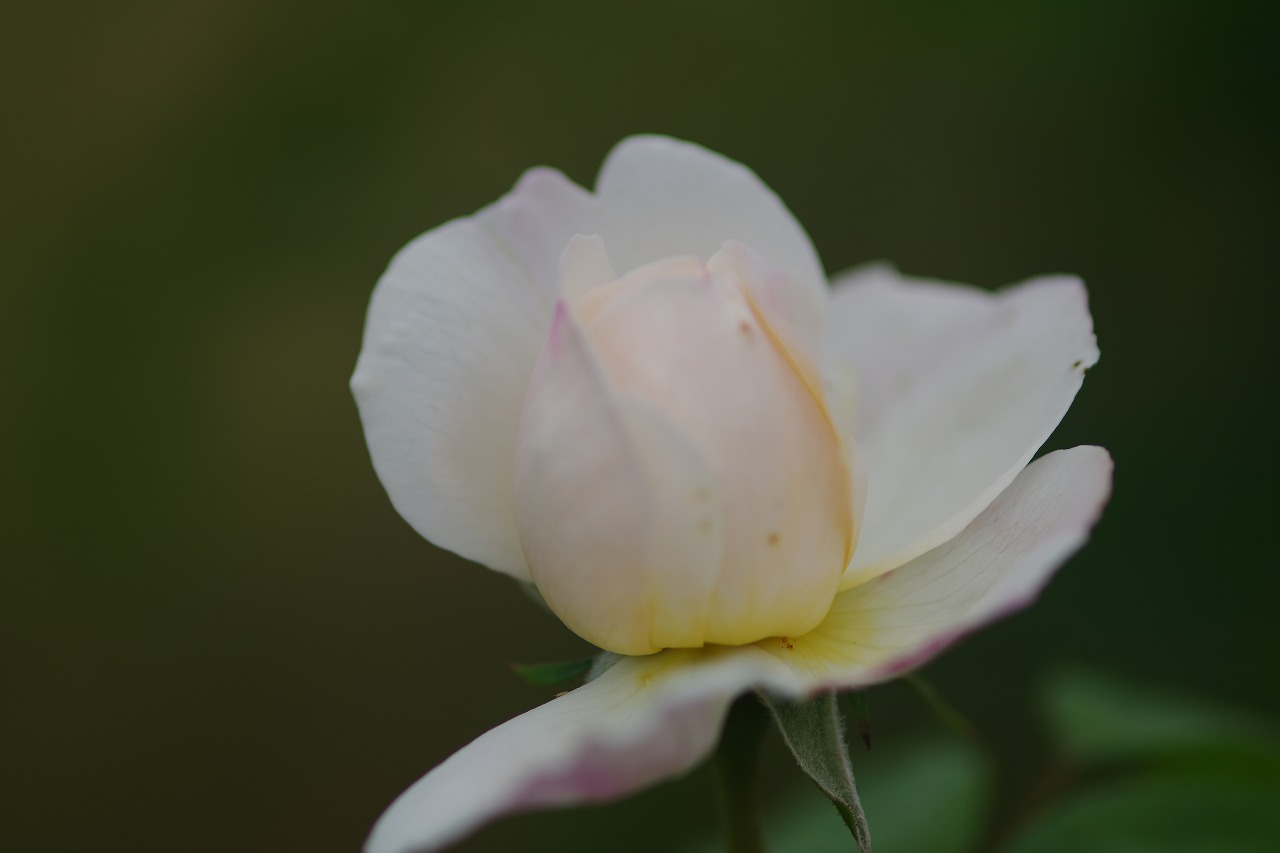 栃木県足利市のあしかがフラワーパーク