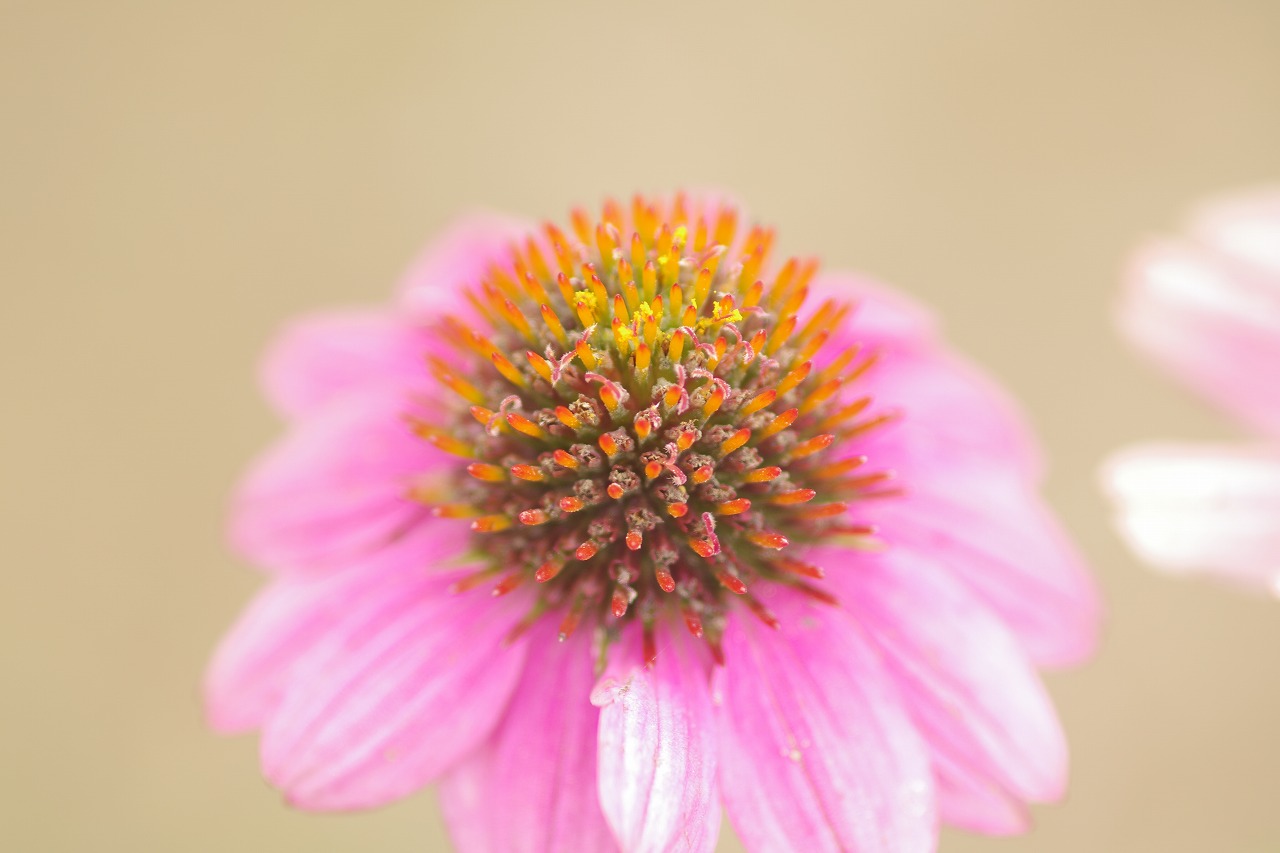 栃木県足利市のあしかがフラワーパーク