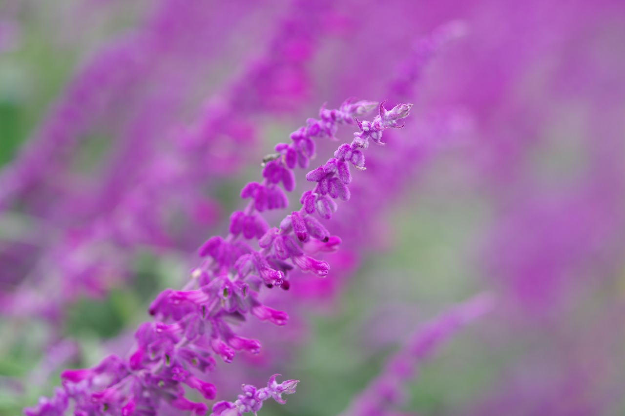 栃木県足利市のあしかがフラワーパーク