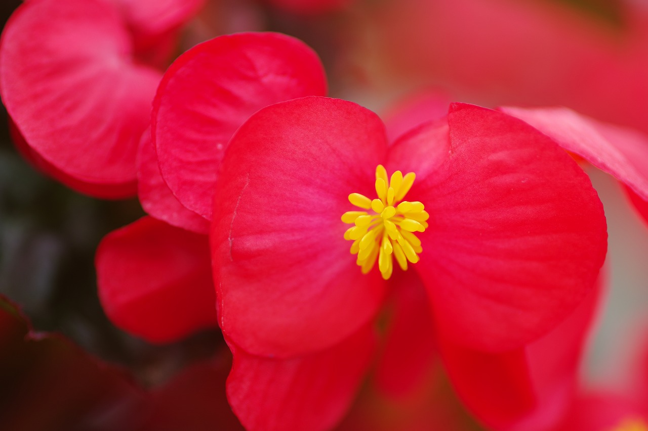 栃木県足利市のあしかがフラワーパーク