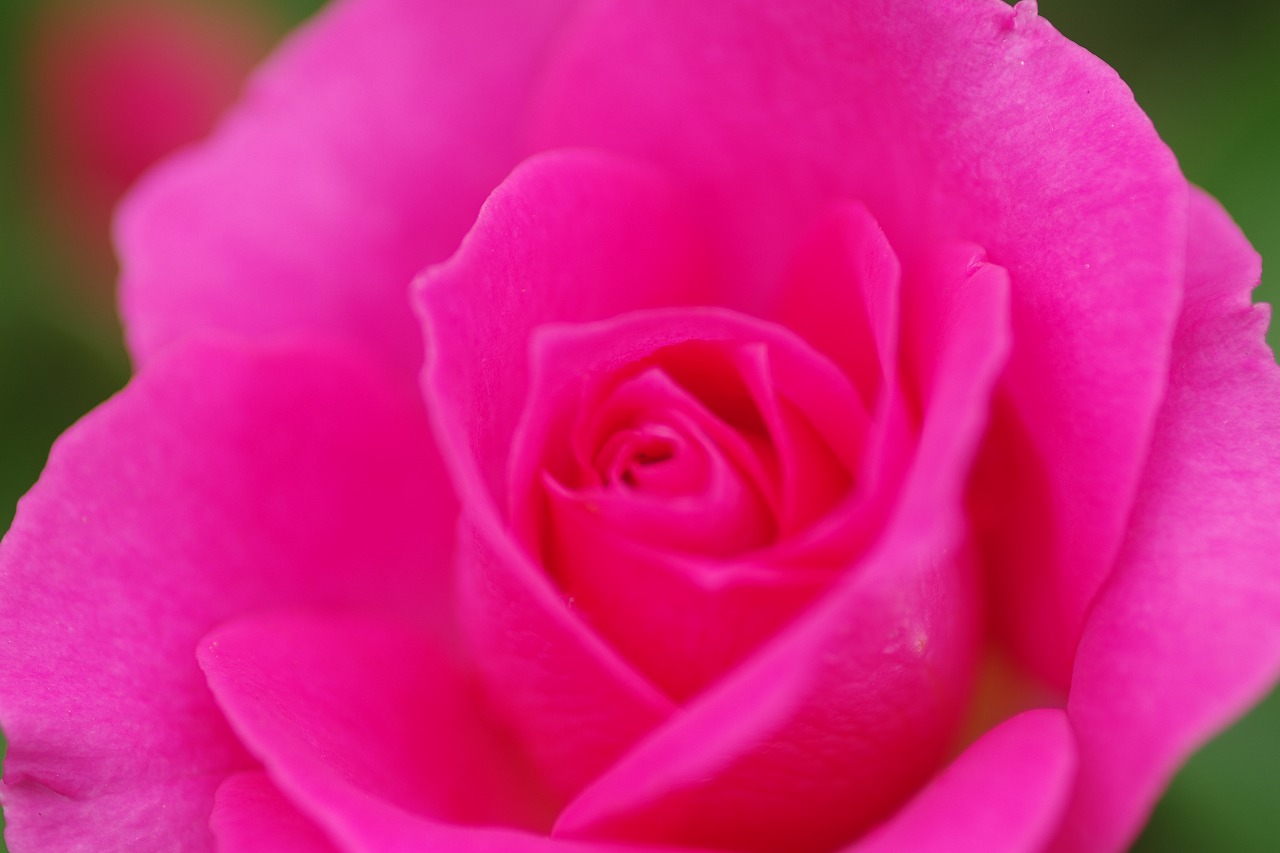 栃木県足利市のあしかがフラワーパーク