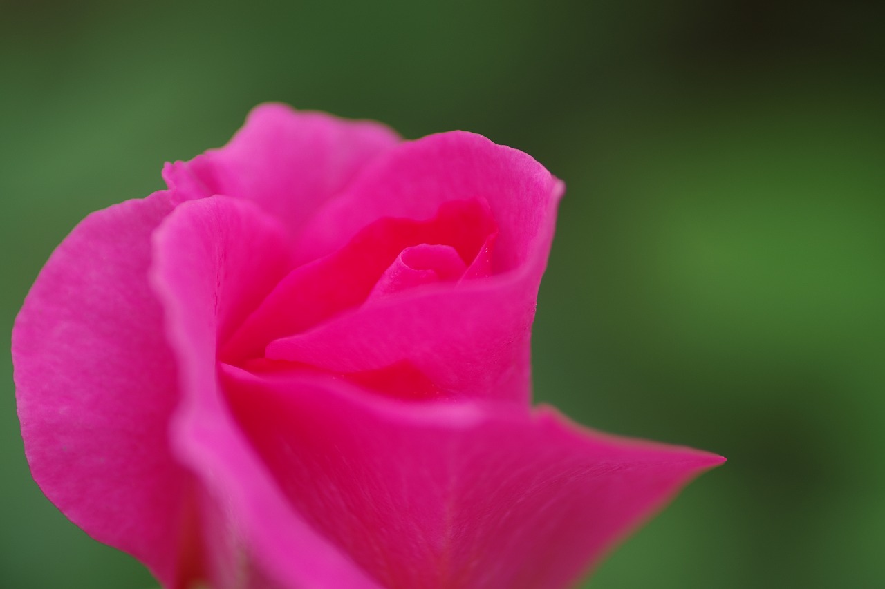 栃木県足利市のあしかがフラワーパーク