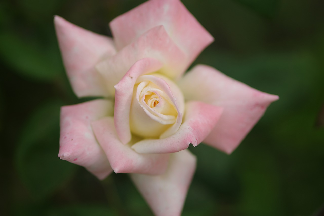 栃木県足利市のあしかがフラワーパーク
