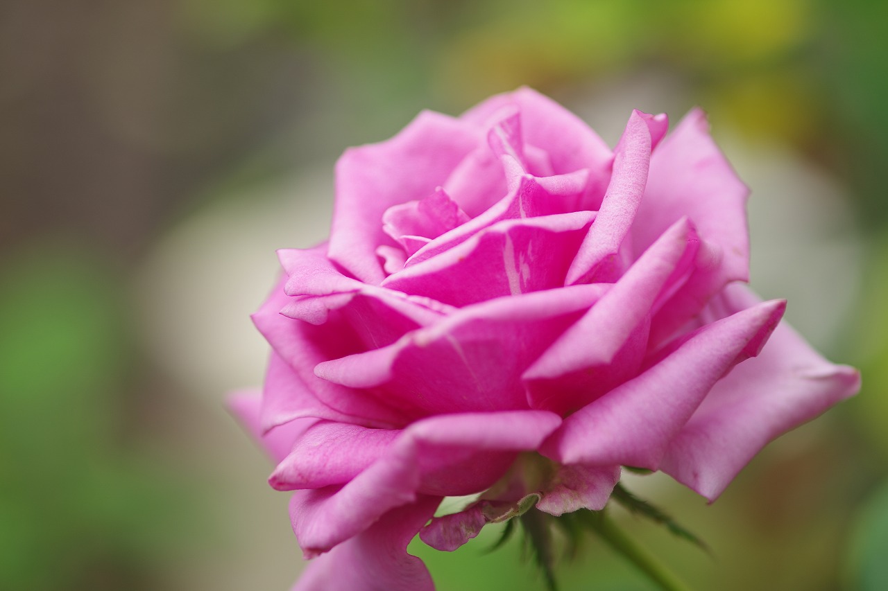 栃木県足利市のあしかがフラワーパーク