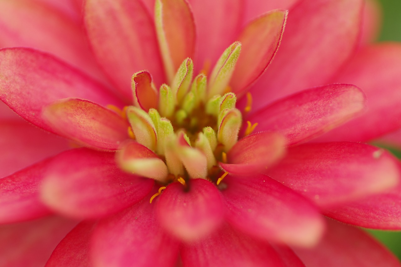 栃木県足利市のあしかがフラワーパーク