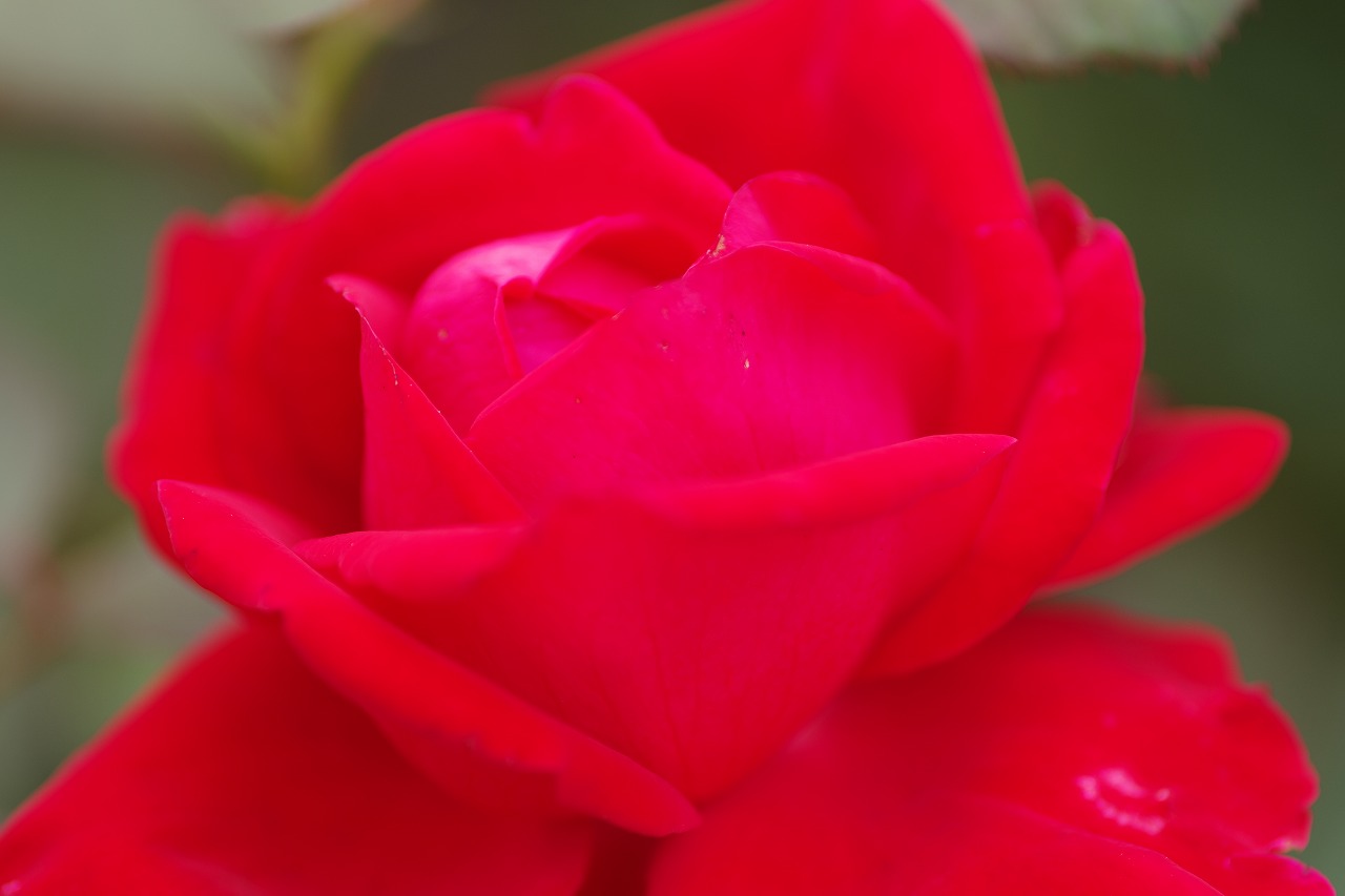 栃木県足利市のあしかがフラワーパーク