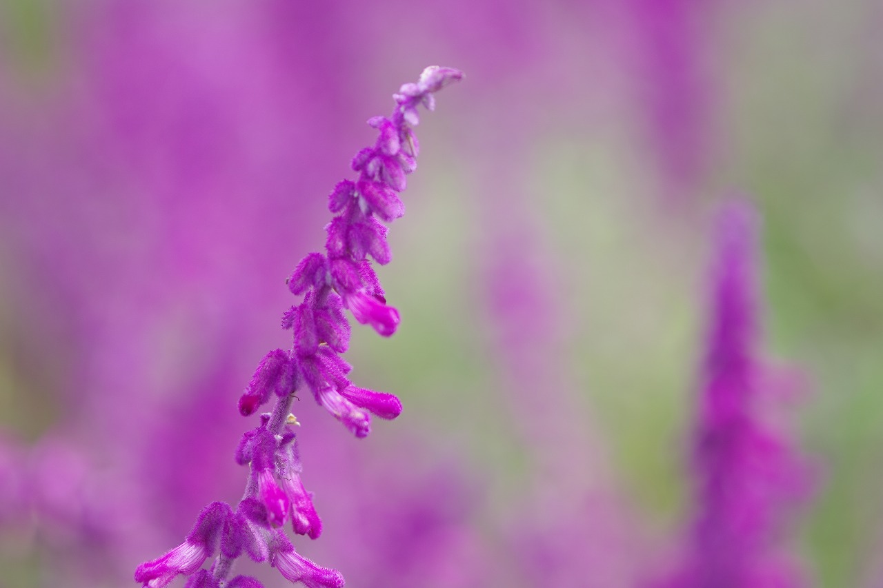 栃木県足利市のあしかがフラワーパーク